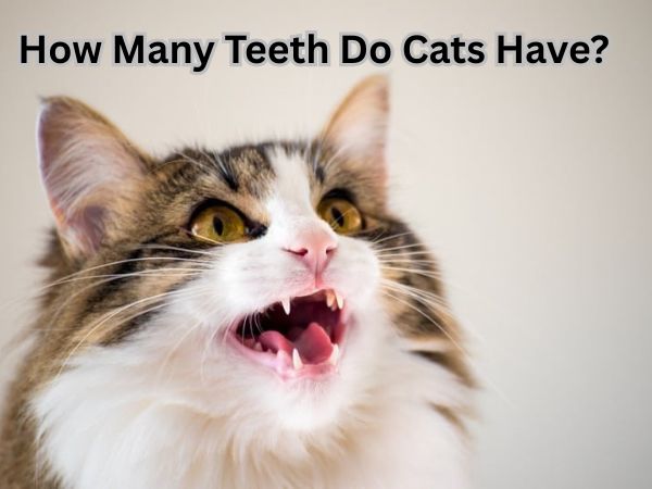 How Many Teeth Do Cats Have?