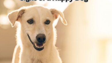 Signs of a Happy Dog