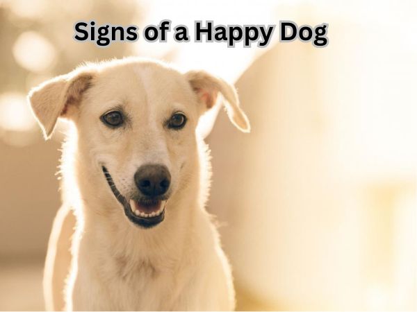 Signs of a Happy Dog