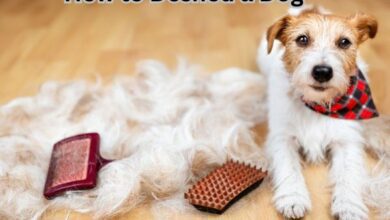 How to Deshed a Dog
