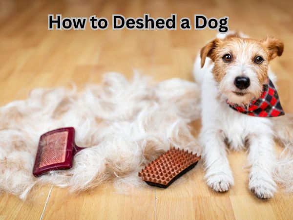 How to Deshed a Dog