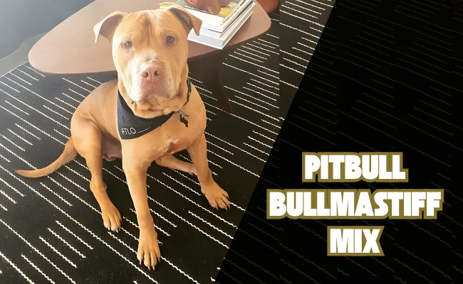 Pitbull Bullmastiff Mix