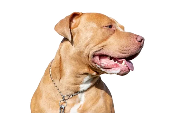 Pitbull Bullmastiff mixes