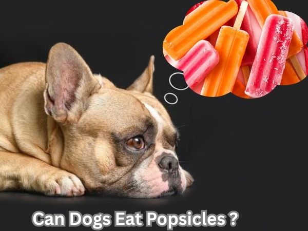 Can Dogs Eat Popsicles