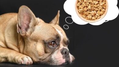 Can Dogs Eat Granola