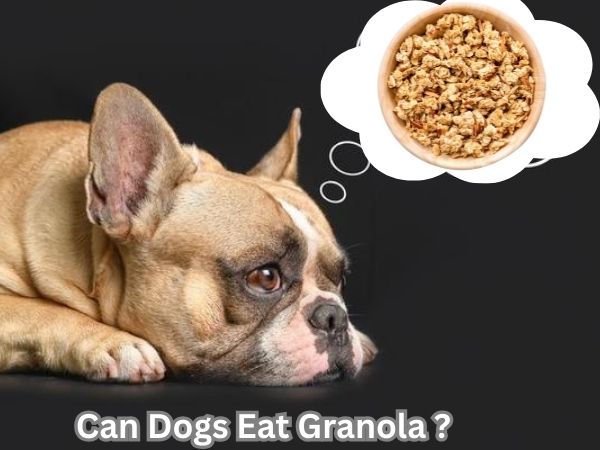 Can Dogs Eat Granola