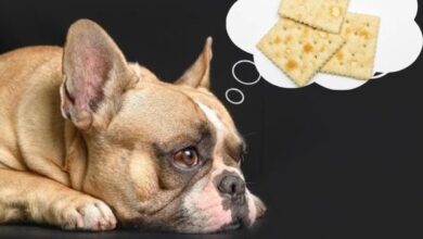 Can Dogs Eat Saltine Crackers