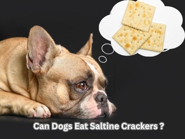 Can Dogs Eat Saltine Crackers