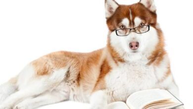 How many words can a dog learn?