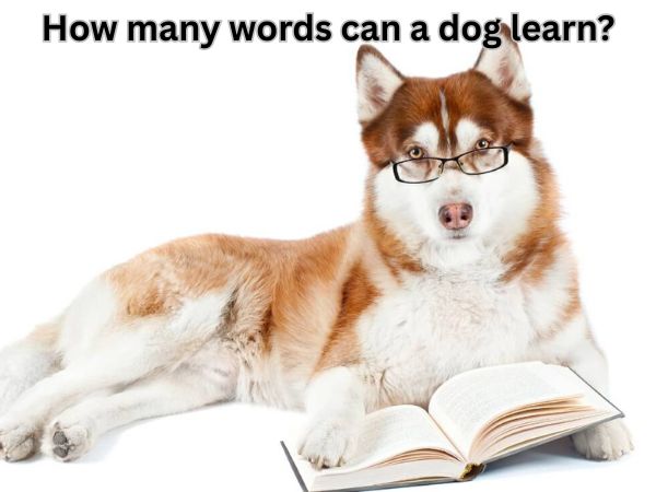 How many words can a dog learn?