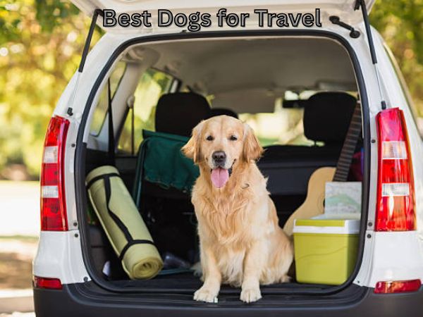 Best Dogs for Travel