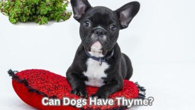 Can Dogs Have Thyme