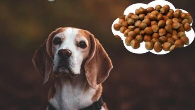 Can Dogs Eat Hazelnuts?