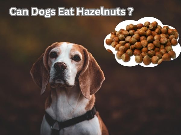 Can Dogs Eat Hazelnuts?