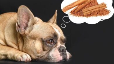 Can Dogs Eat Cinnamon