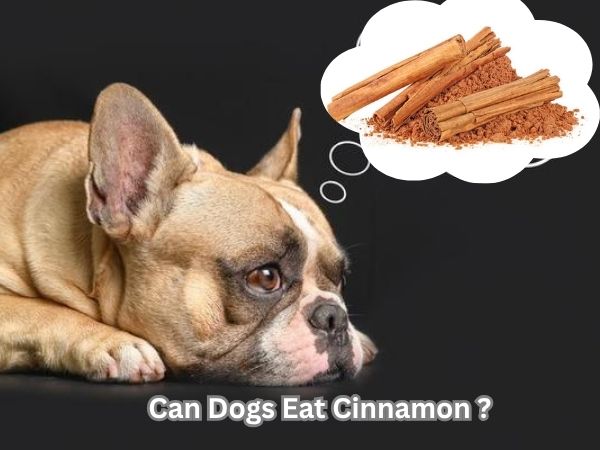 Can Dogs Eat Cinnamon