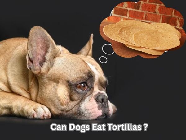 Can Dogs Eat Tortillas