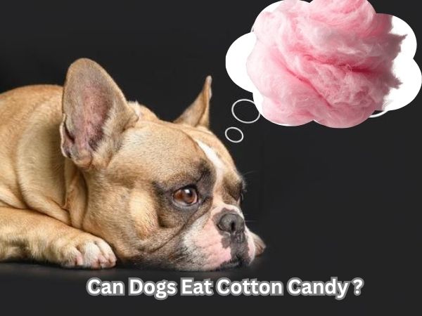Can Dogs Eat Cotton Candy