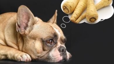 Can Dogs Eat Parsnips