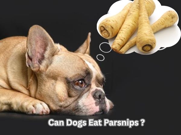 Can Dogs Eat Parsnips