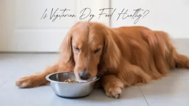 Is Vegetarian Dog Food Healthy?