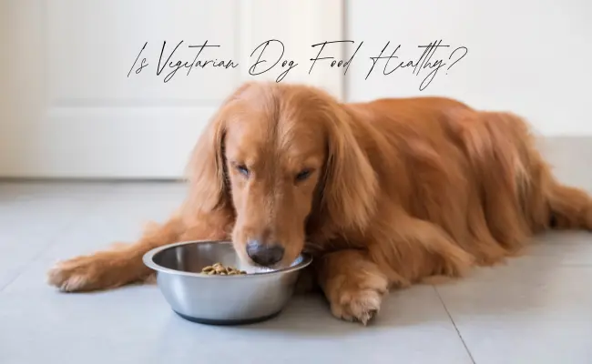 Is Vegetarian Dog Food Healthy?